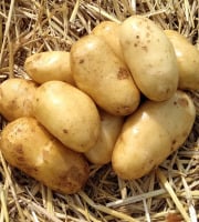 Les Jardins d'Abylone - BIO - Pommes de terre Charlotte bio