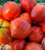 Le Pré de la Rivière - Tomate bio véritable coeur de Boeuf 1kg - Origine France