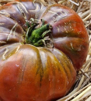 Les Jardins de l'Osme - Tomate Russe Noire bio - 1kg
