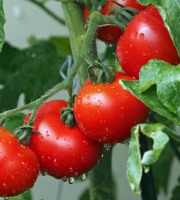 Les Jardins de Mondpa - tomates rondes st pierre
