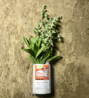 La Boite à Herbes - Tisane Sauge/origan - 100g