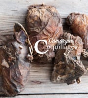 Camargue Coquillages - Violets De Roche - Pêche Responsable Et Durable