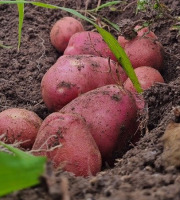 Les Jardins de l'Osme - Pommes de terre rouge bio - 1kg