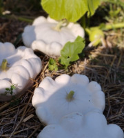 La Ferme de Milly - Anjou - Pâtisson blanc bio-1kg