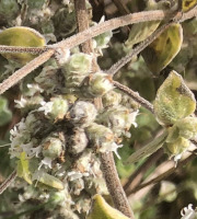 Botanist & Exception - Sel de Guérande Bio aromatisé à la Marjolaine de Syrie