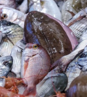 Télémaque - Colis de poissons en direct du bateau - 5kg