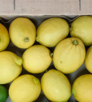 Coopérative Univert - Citrons jaunes Corses BIO équitables - 1.5kg