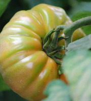 La Boite à Herbes - Tomate Marmande Biologique - 1 kg