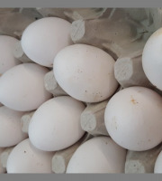 La Coussoyote - 6 œufs de poule leghorn blanc ( ou 8 œufs roux si plus de blancs).