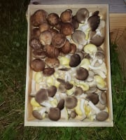 Les Champis du Lattay - Panier champignons automne