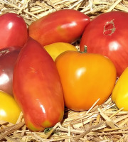 Les Jardins d'Abylone - BIO - 2kg de tomates anciennes bio