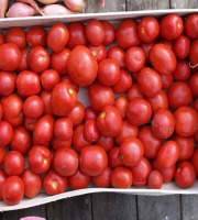 HERBA HUMANA - Tomates à coulis 5kg