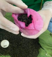 Nuage Sauvage - Thé vert dans la fleur de Lotus 30g