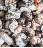 Les champignons de Vernusse - Lot pleurotes gris et shiitakes - 2x500g