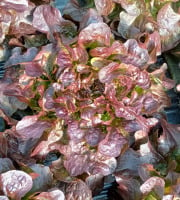 Ferme Joos - Salade Feuille de chêne rouge