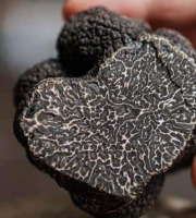 Truffes des Roches - Truffe noire Mélanosporum - 50g
