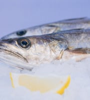 Côté Fish - Mon poisson direct pêcheurs - Merlus 500g