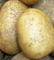 Mon Petit Producteur - Pomme De Terre Bio Ditta - Variété À Chair Ferme 25kg