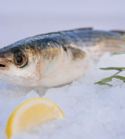 Côté Fish - Mon poisson direct pêcheurs - Muges 500g