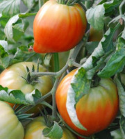 La Boite à Herbes - Tomate Cœur De Bœuf Biologique - 1kg