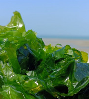 Rébecca les Jolies Fleurs - Algue fraiche (laitue de mer)  : Ulva 450g