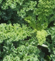 Mon Petit Producteur - Chou Vert Frisé Kale [poids Moyen 500g]