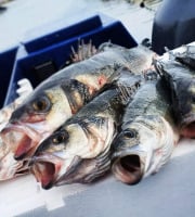 Le Pêcheur Martégal - Bar sauvage - 1kg minimum