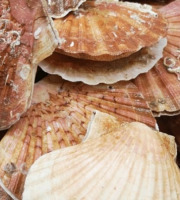 Poissonnerie Paon - Coquille Saint-Jacques sans corail : Lot de 1 kg, Entières