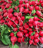 Le Châtaignier - Radis rose ou rouge selon la production - 2 Bottes