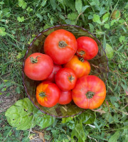 Des Poules et des Vignes à Bourgueil - Tomates de mon potager