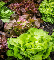 La Boite à Herbes - Lot Salade Feuille De Chêne Rouge Et Salade Feuille De Chêne Vert  Bio
