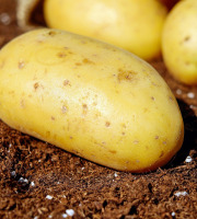 Le Châtaignier - Pommes De Terre Charlotte - 6kg