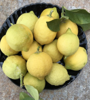 Le Jardin des Antipodes - Citron Femminello Frais BIO de la Mortola - 3kg