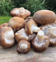 Les champignons du Loc'h - Shiitakés Bio - 250g