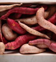 Le Jardin des Gallines - Patates Douces Bio 3kg
