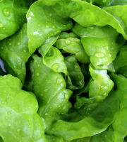 Le Châtaignier - Salade