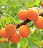 La Boite à Herbes - Abricots de saison Bio - 2 kg