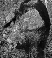 Le Noir du Picou Elodie Ribas - [Précommande] Tête de porc gascon