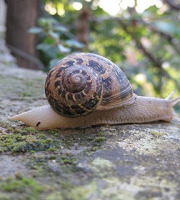 Truffes des Roches - Escargot vivant sauvage "Petit gris" - 1kg