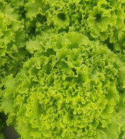 Ferme de la ville basse - Salade Batavia Blonde Bio