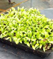 Nature et Saveurs - Ferme Aquaponique et Permacole Astérienne - Micropousse de coriandre coupée – fraîche et aromatique