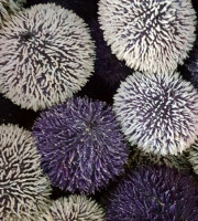 Saint Kerber - Cancale - Oursins violets de Bretagne - 6 Kg