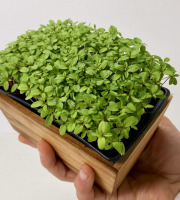 Horssol - Ferme urbaine - Micro-pousse de Tagète x4 barquettes