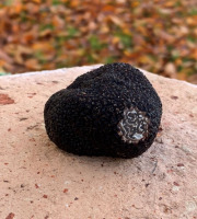 Berry 3 Sens - [Précommande] Truffe noire fraîches du Berry Tuber Mélanosporum : 50 g
