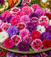 Nature et Saveurs - Ferme Aquaponique et Permacole Astérienne - Fleur de Dianthus œillet de Chine – finesse et éclat en assiette
