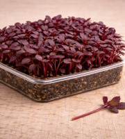 Nature et Saveurs - Ferme Aquaponique et Permacole Astérienne - Micropousses de betterave rouge coupées - 30g