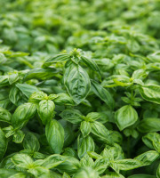Maison Argentain - Basilic Grand Vert - 70g