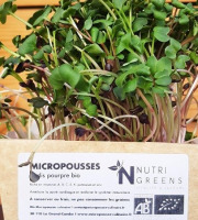 Ma Micropousse culinaire - Micro-pousses de radis mixte Bio 16 barquettes