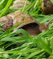 Kerhelix - Escargots gros gris plein air x150