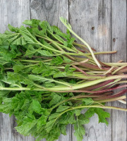 L'herbandine - Berce – Jeunes Pousses - 200 g